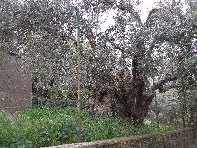 Ulivo di Motta